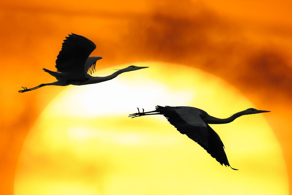 Silhouettes of the beautiful, flying herons, at background with beautiful, yellow Sun, in the orange sky