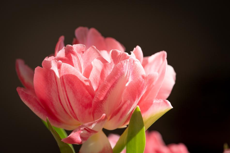 pink tulip blossoms on a dark blurred background