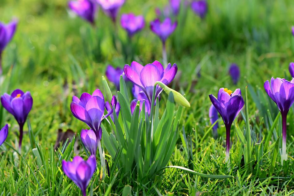 amazing Crocus Spring Flower