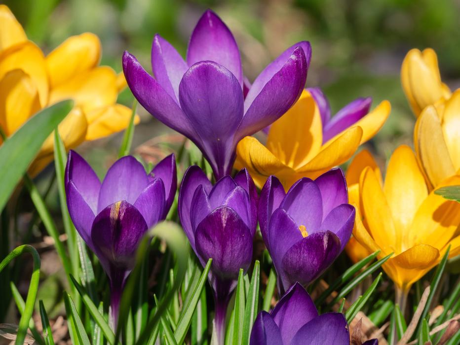 Close-up of the beautiful, blooming, violet and yellow crocus flowers, in sunlight