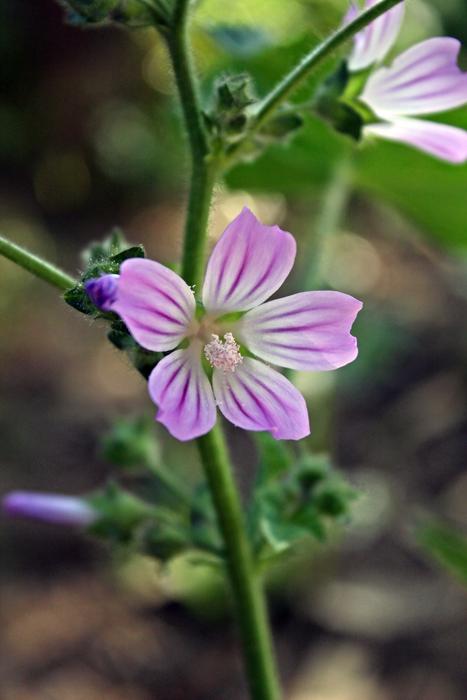 striped wild flower