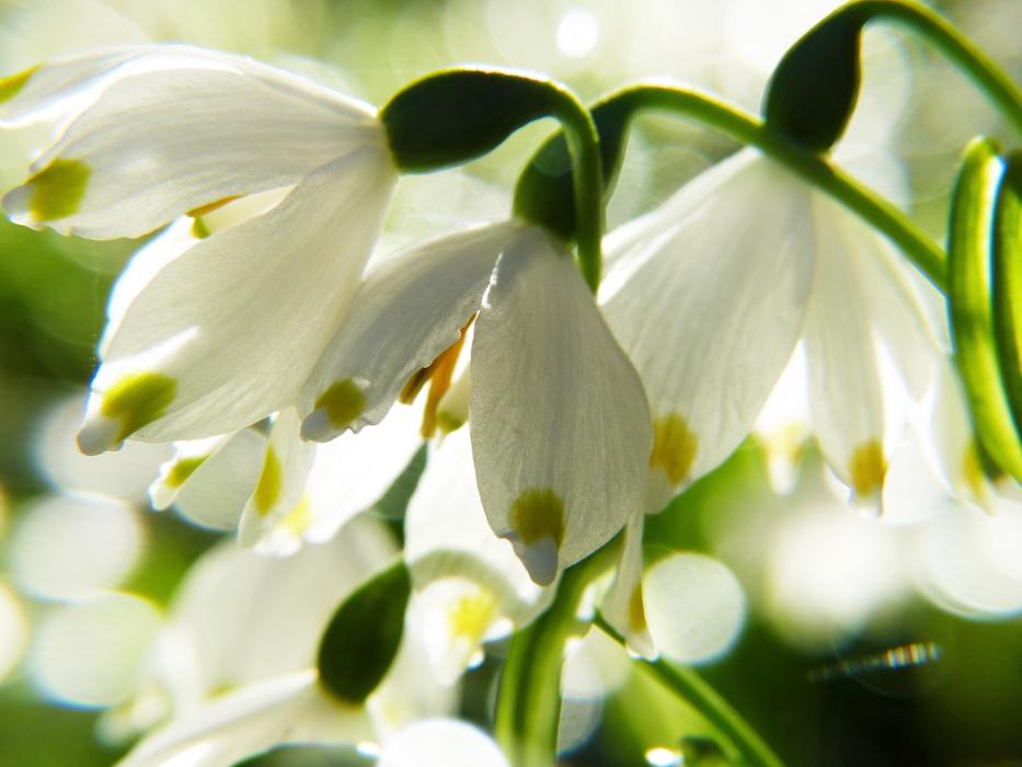 snowdrop flowers in sun light