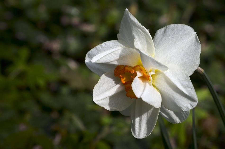 white Flower at Nature Spring