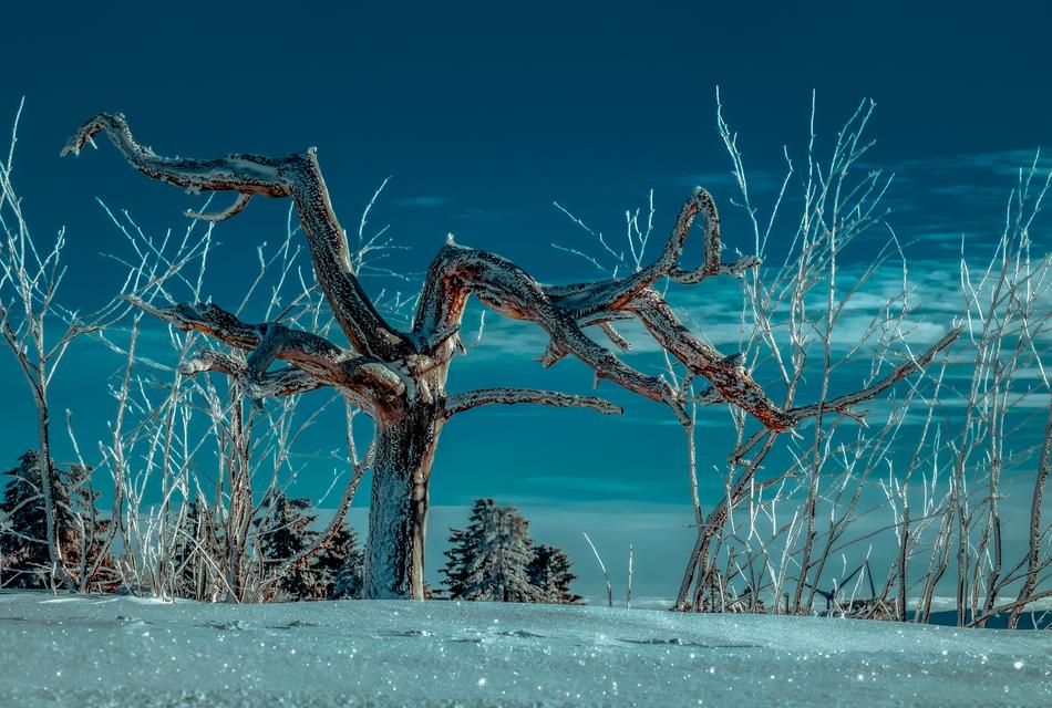 Beautiful drawing with the tree, among the snowy landscape under blue sky