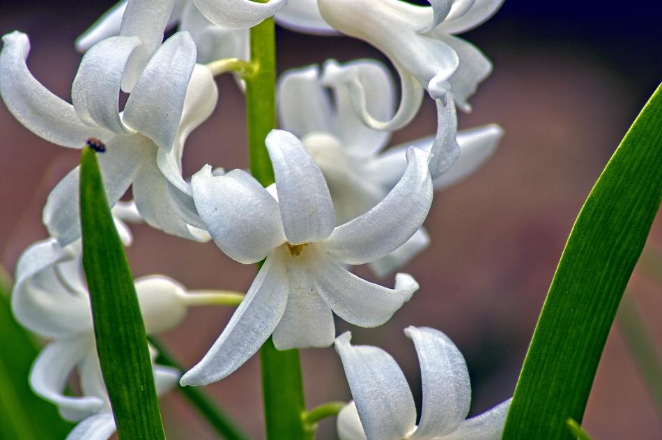Hyacinth In Arkansas