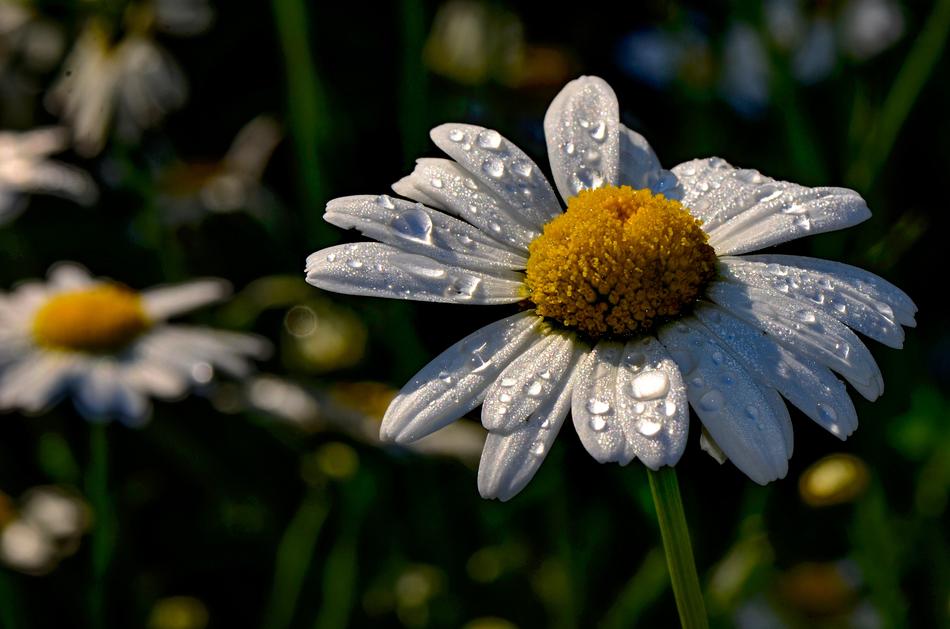 dew drops on white chamomile, close-up