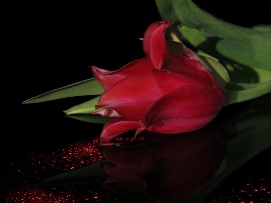 lying red tulip in dark