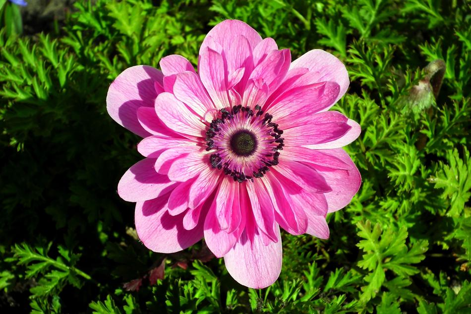 incredible Anemone Flower Pink