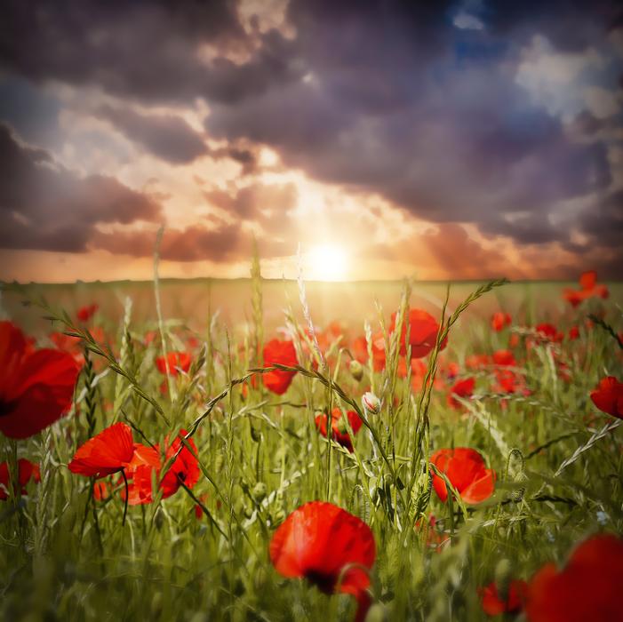 red poppies on the background of dawn