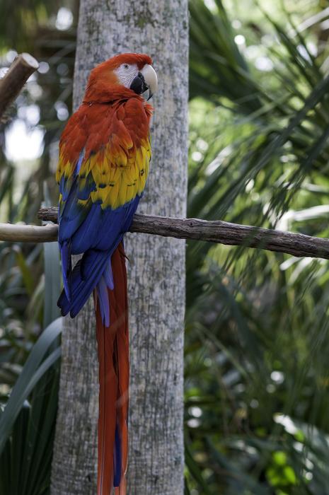 attractive Parrot Bird