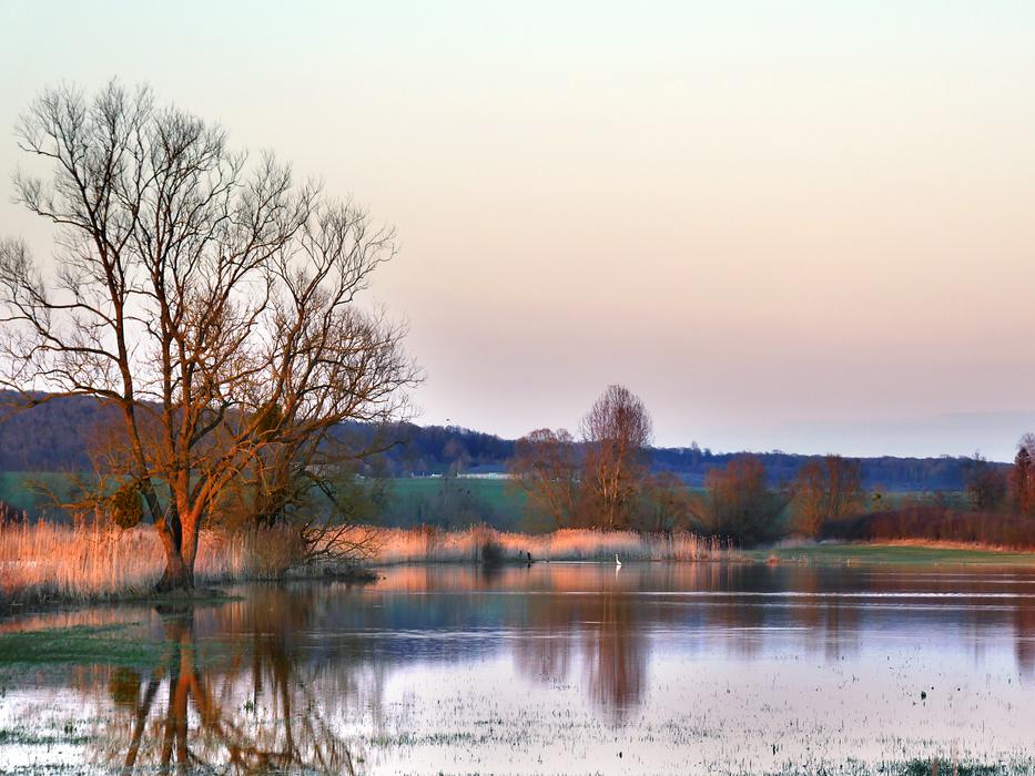 Field Twilight