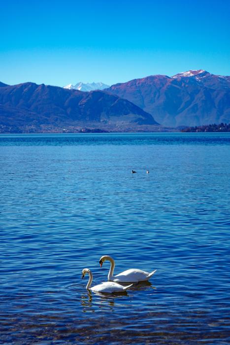 unusually beautiful Swans