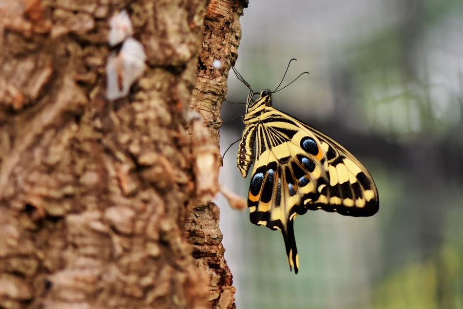 magnificent yellow Butterfly