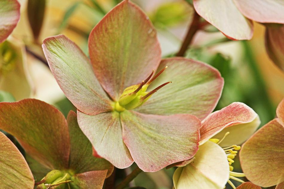 amazing Christmas Rose Winterblueher