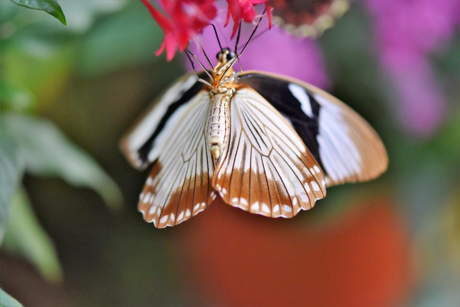 unusually beautiful Butterfly Tropical