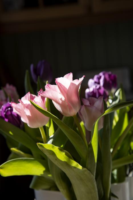 French Tulips bouquet
