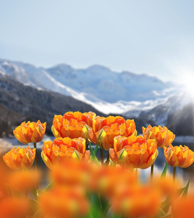 beautiful Spring Flowers