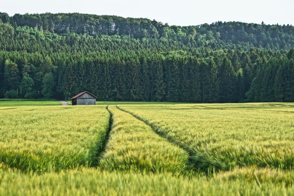 Field and Hut in front of Forest