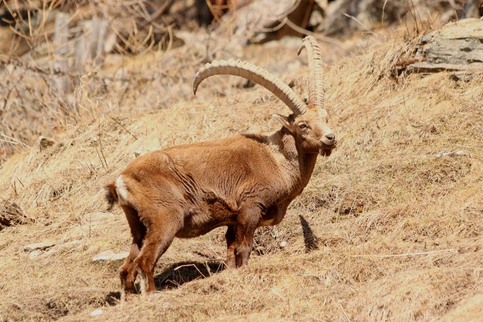 alpine ibex in its natural environment