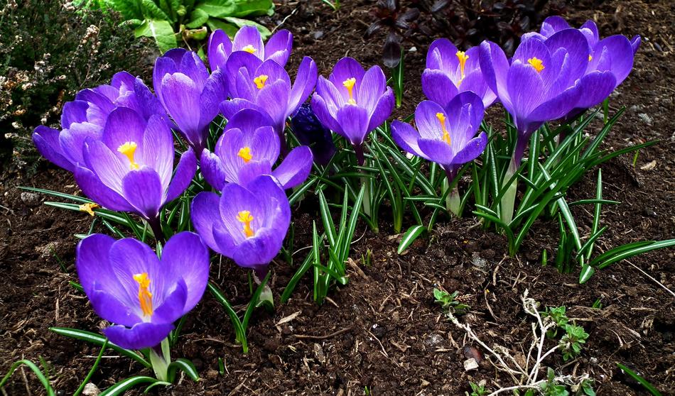 amazing Crocus Flowers Spring