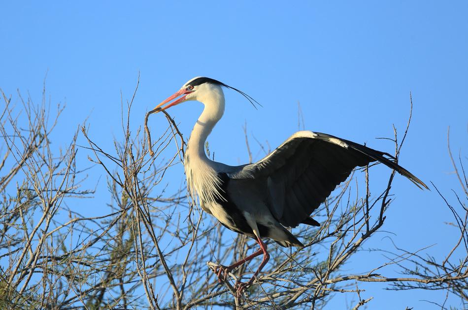 standing wander