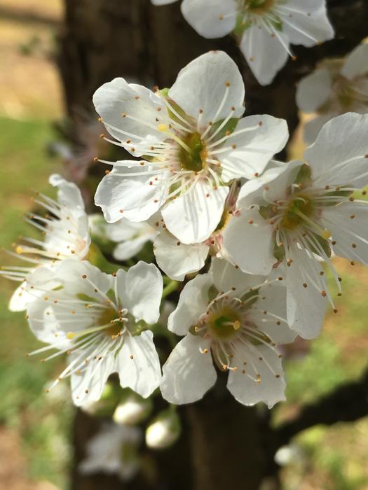 gorgeous Cherry Blossoms