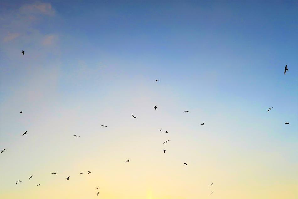 seagulls in the evening sky