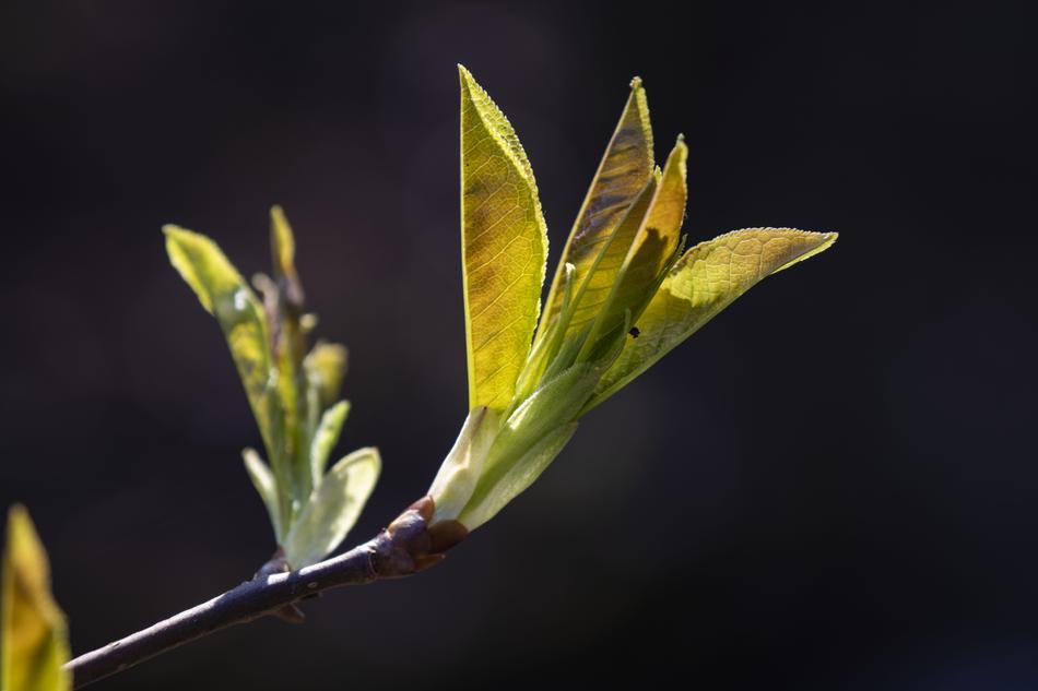 enchanting Macro Spring