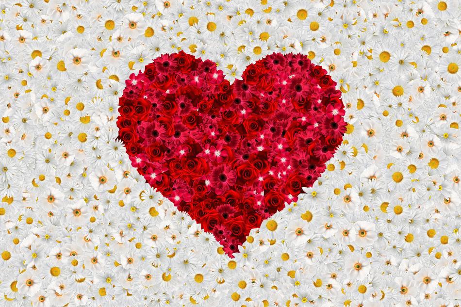 Heart Flower Beautiful magnificent