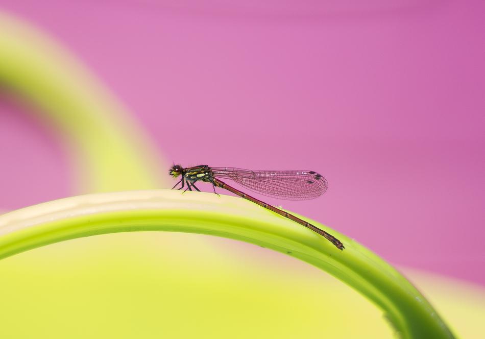 wonderful Dragonfly Damselfly