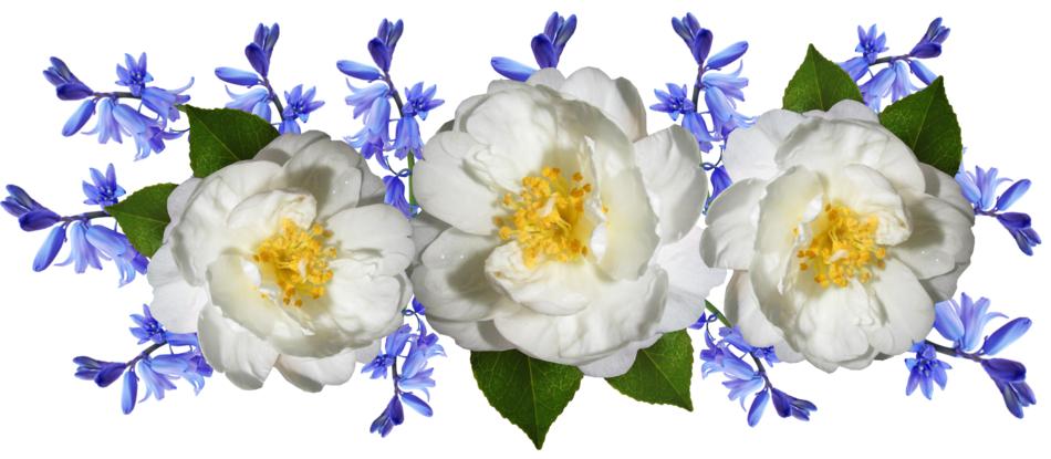 enchanting Camellia Bluebells