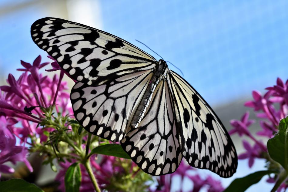 incredible white Butterfly