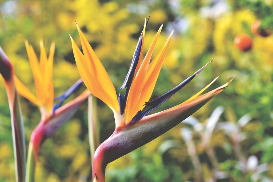 Strelizie Parrot Flowers at Paradise