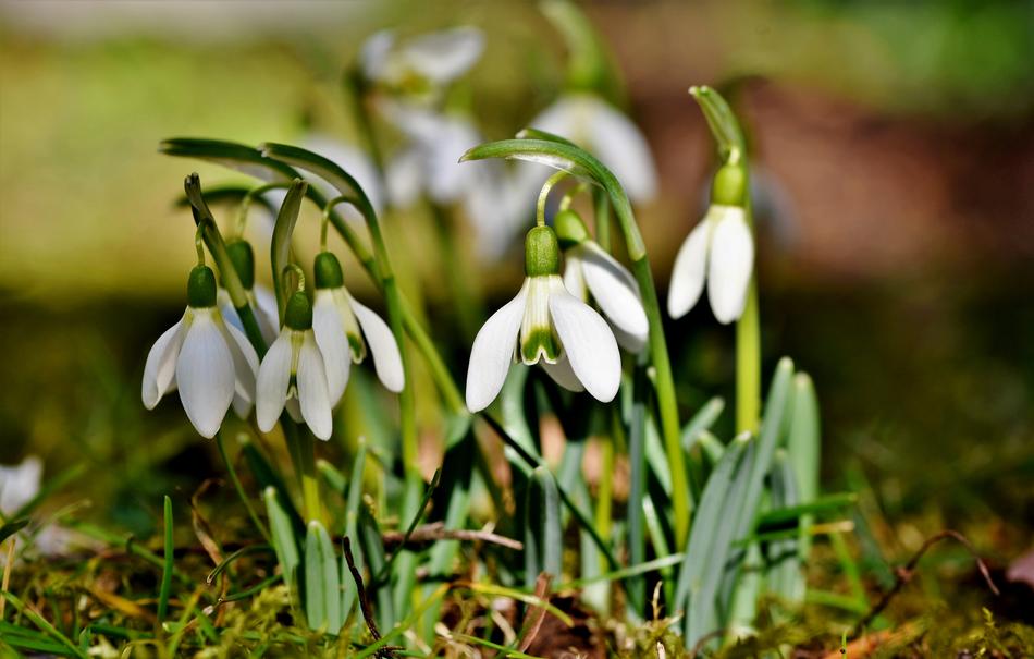 Snowdrop Snow Bell