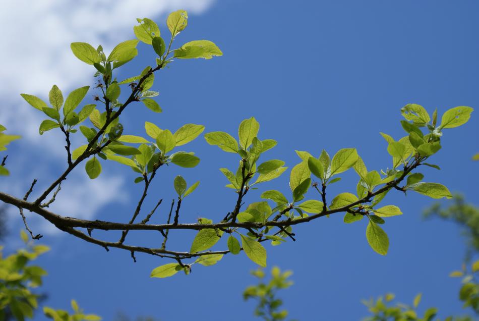 spring tree branch against a clear blue sky