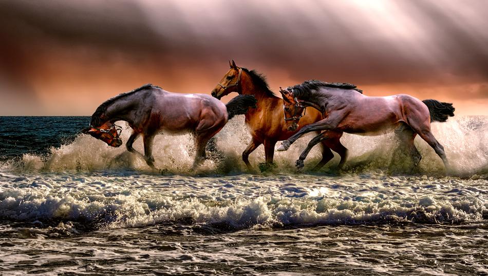horses on the coast