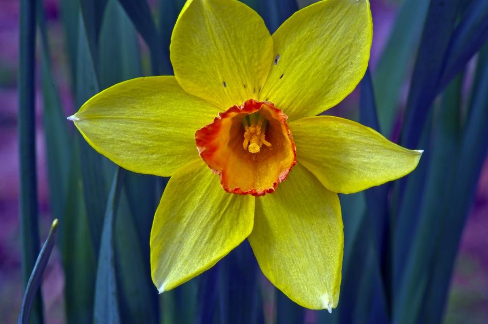 Closeup Yellow And Orange