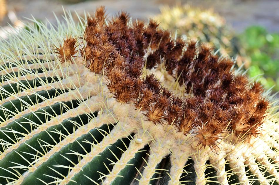 Mother In Law Chair Prickly Cactus