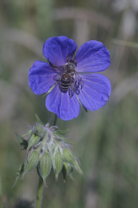 blue flower on blurred background in the garden