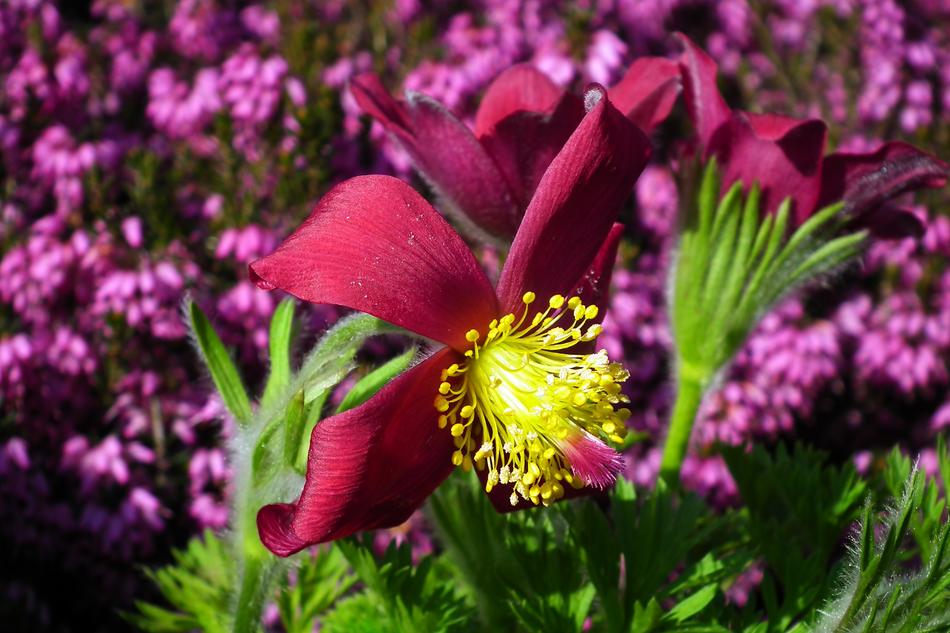 splendid Sasanka Flower close-up on blurred background
