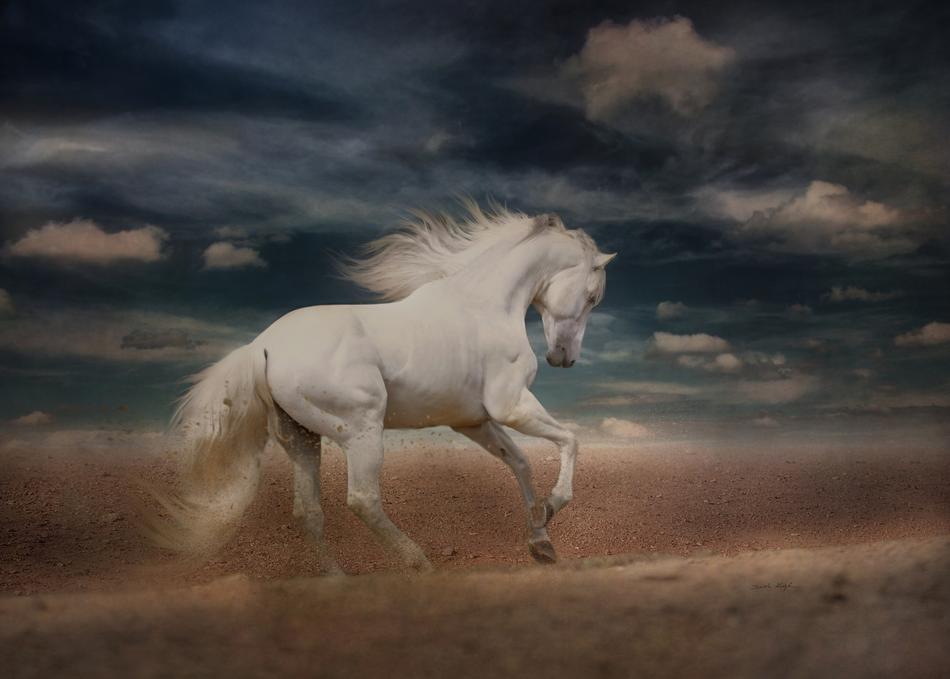 running white horse on the sand