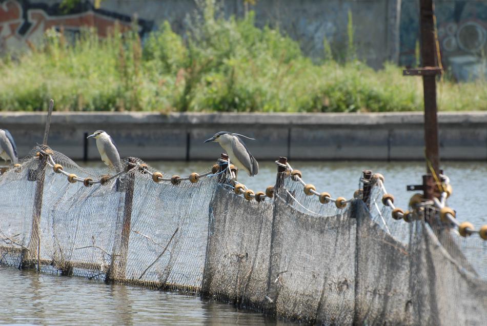 landscape of Birds on fishing net on Lake