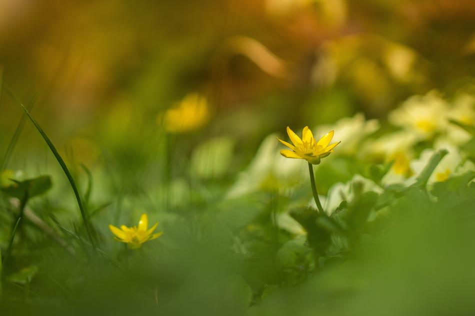 enchanting Flower Grass