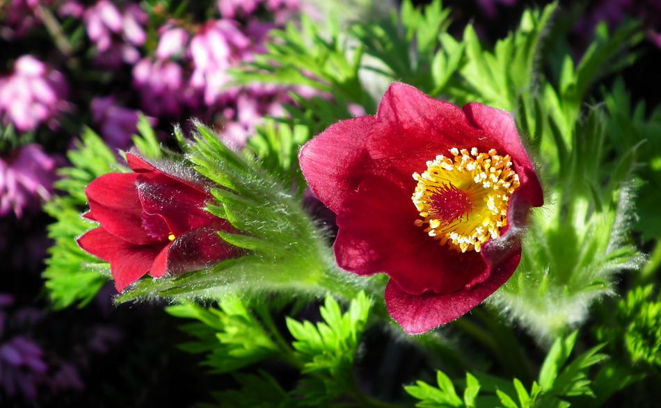 splendid Sasanki Flowers Spring close-up on blurred background