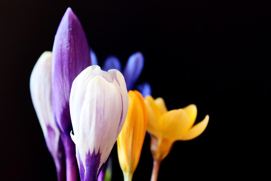 Beautiful crocuses and other colorful flowers at black background