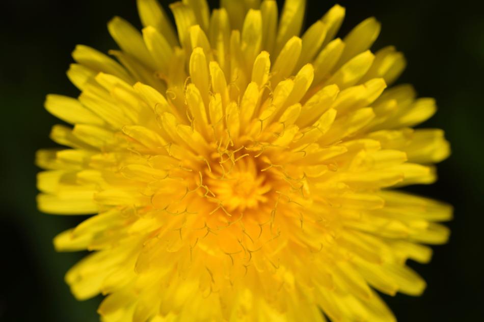 incredible Champs Stamens