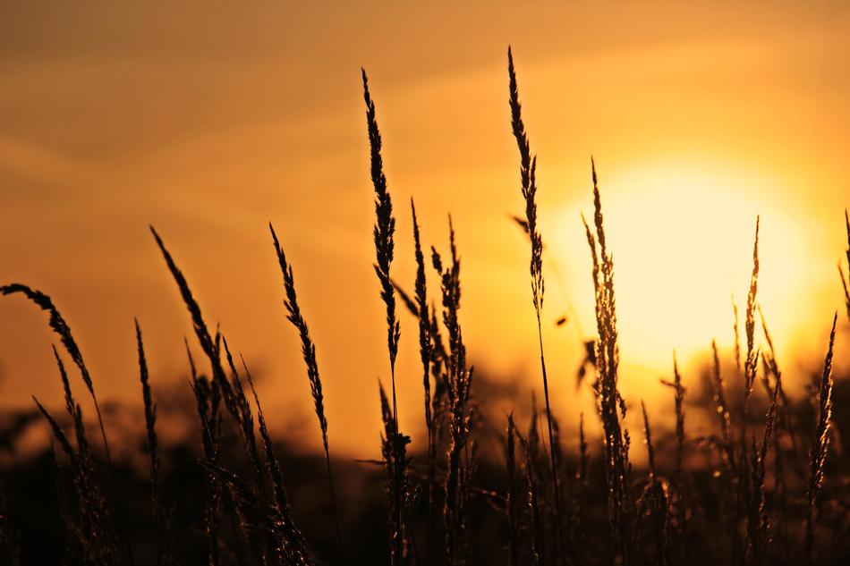 blooming grass against the background of dawn