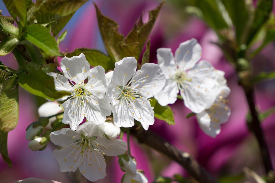 Flower Blossom white