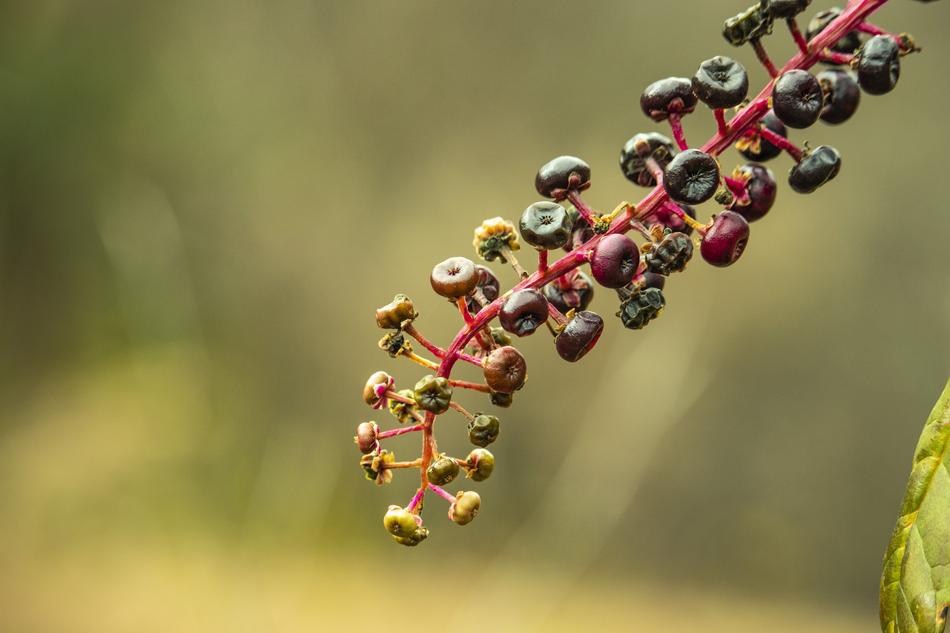closeup view of Berries of Caster Bean Burgundy