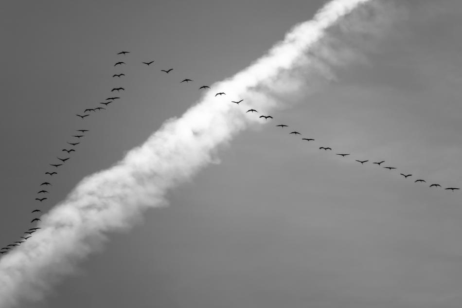 Black and white photo of the beautiful migratory birds in the sky